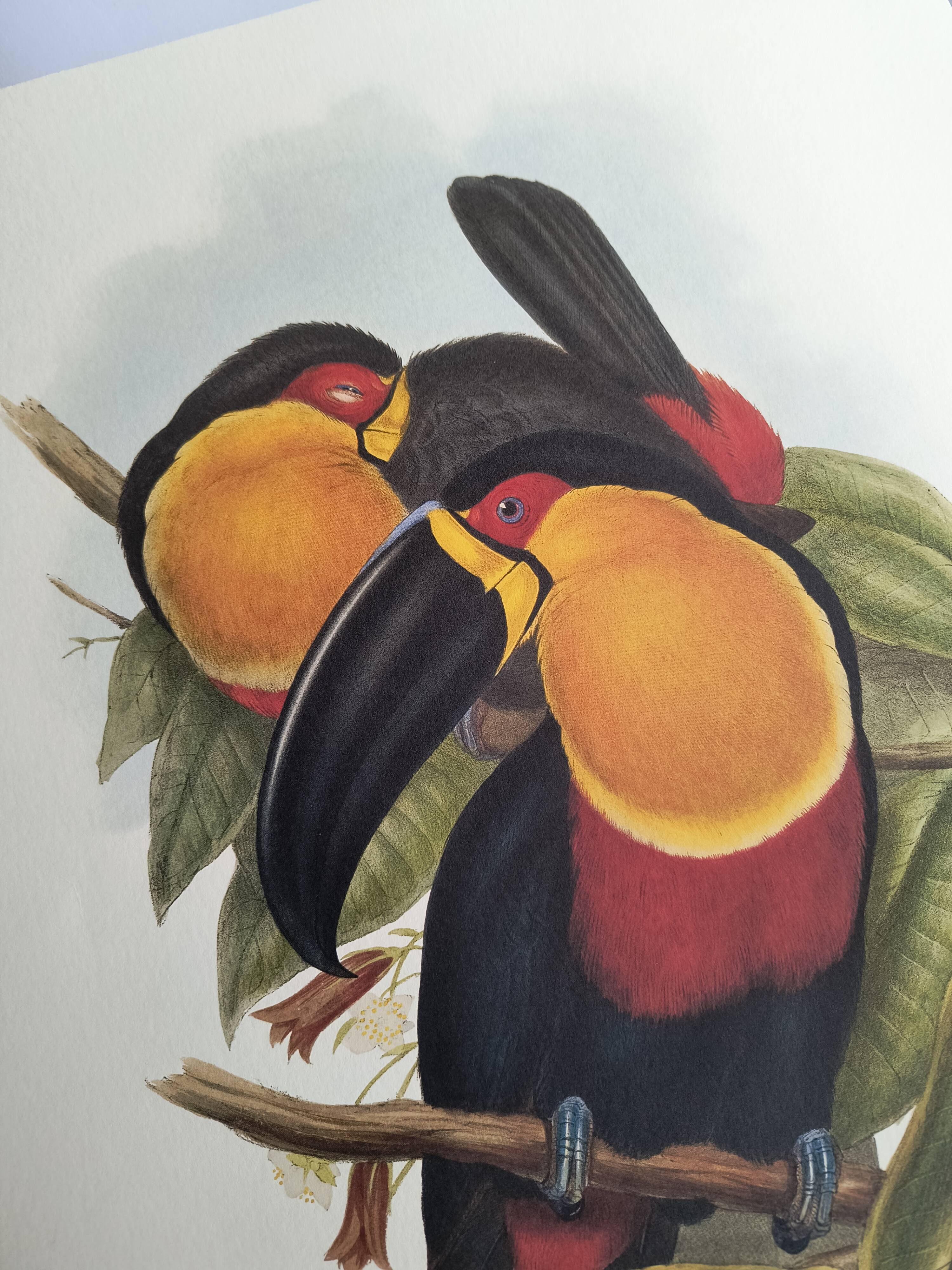 Vintage illustration - Ariel the Toucan - by J. Gould - Nature bird print