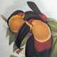 Vintage illustration - Ariel the Toucan - by J. Gould - Nature bird print