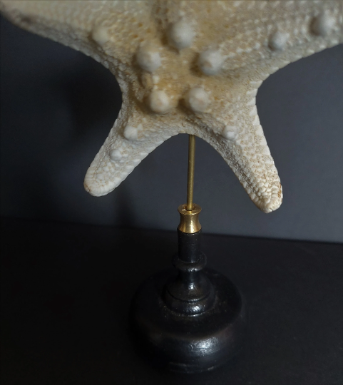 Cabinet of curiosities starfish protoreaster nodosus on pedestal
