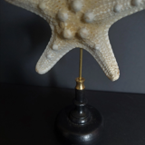 Cabinet of curiosities starfish protoreaster nodosus on pedestal