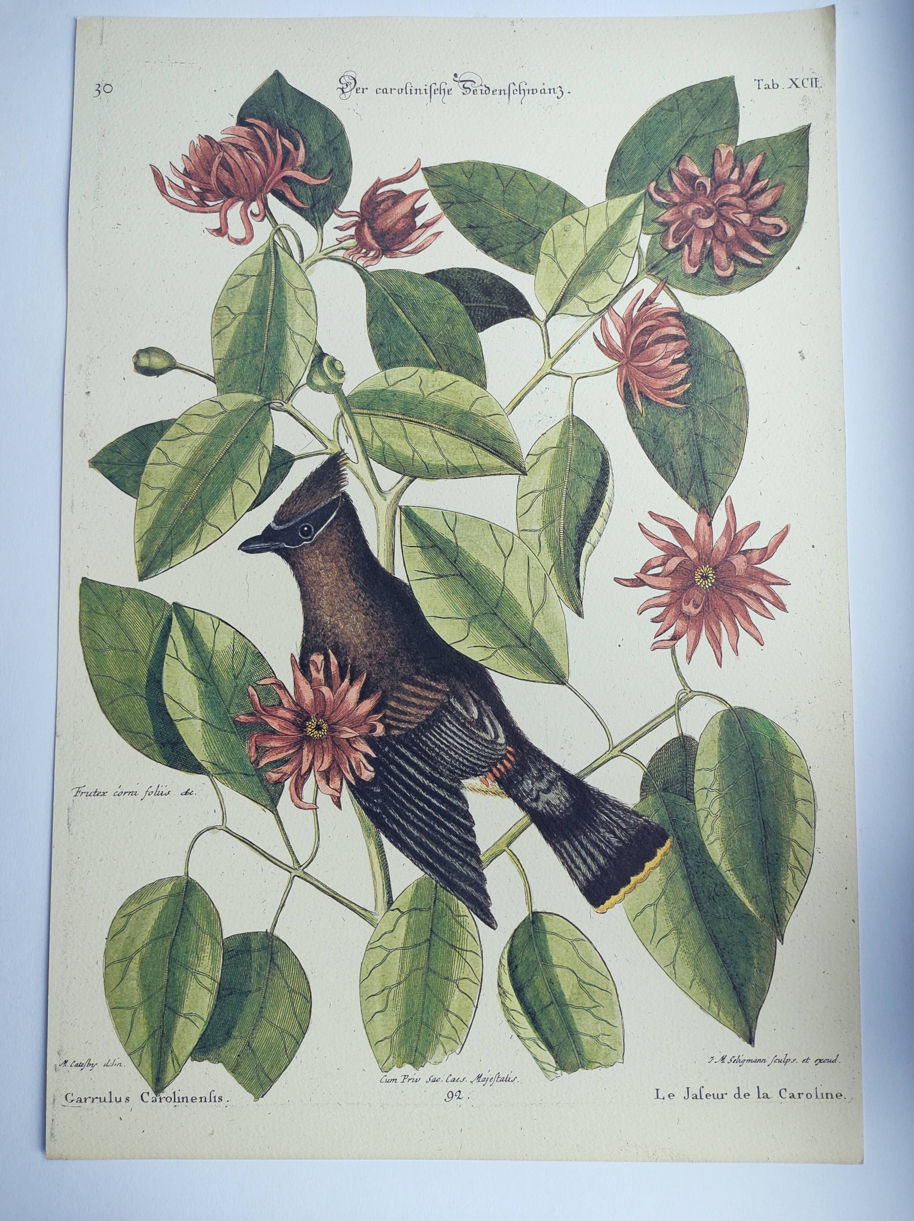 Old bird engraving - Jay Jafeur - Zoological plate by Seligmann & Catesby