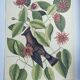 Old bird engraving - Jay Jafeur - Zoological plate by Seligmann & Catesby