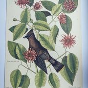 Old bird engraving - Jay Jafeur - Zoological plate by Seligmann & Catesby