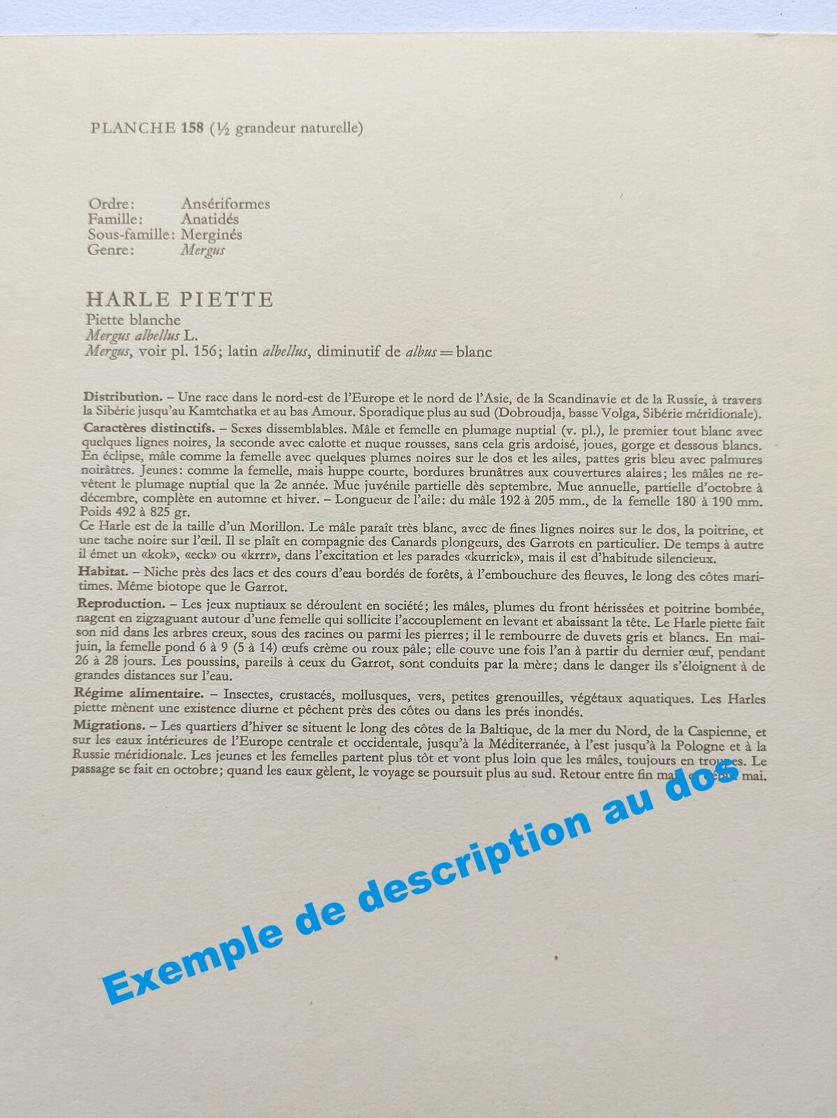 Old bird plate from the 1960s - Peregrine Falcon - Zoological and ornithological illustration