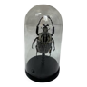 Goliath beetle stuffed under globe