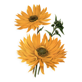 Gravure Botanique 1911 - Hélianthus par J.Guillot - Fleur, Lithographie