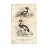 Antique engraving 1849 - Crowned Crane, Africa, marsh, parade