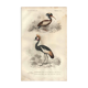 Antique engraving 1849 - Crowned Crane, Africa, marsh, parade