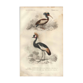 Gravure ancienne 1849 - Grue Couronnée par , Afrique, marais, parade