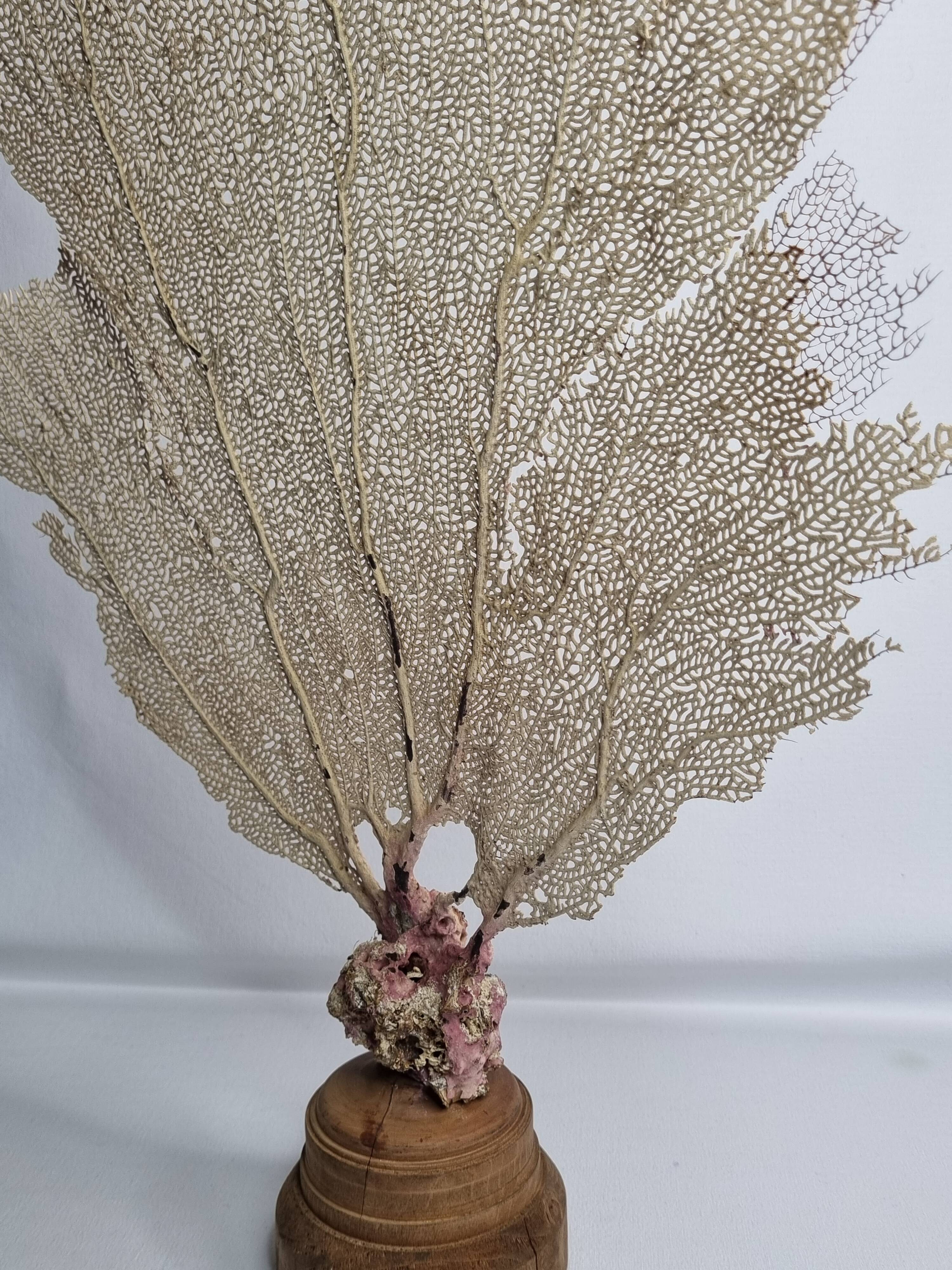 Antique gorgonian coral, Venus fan, on solid wood base, 58 cm