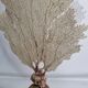 Antique gorgonian coral, Venus fan, on solid wood base, 58 cm