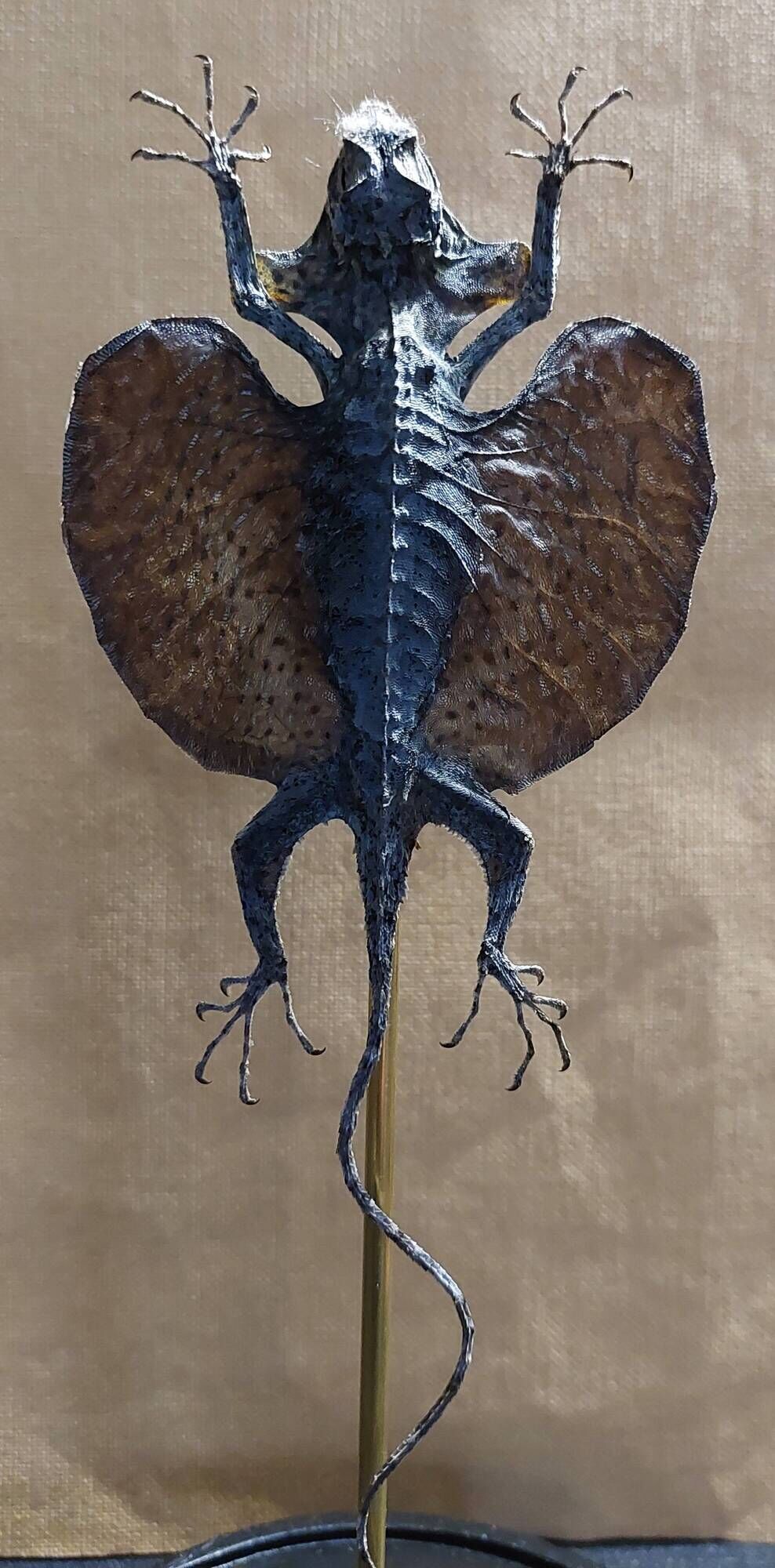 Cabinet of Curiosities globe 19th century flying lizard draco fimbriatus