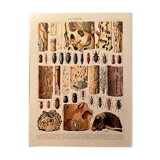 Lithograph on xylophagous insects (opulent) from 1907