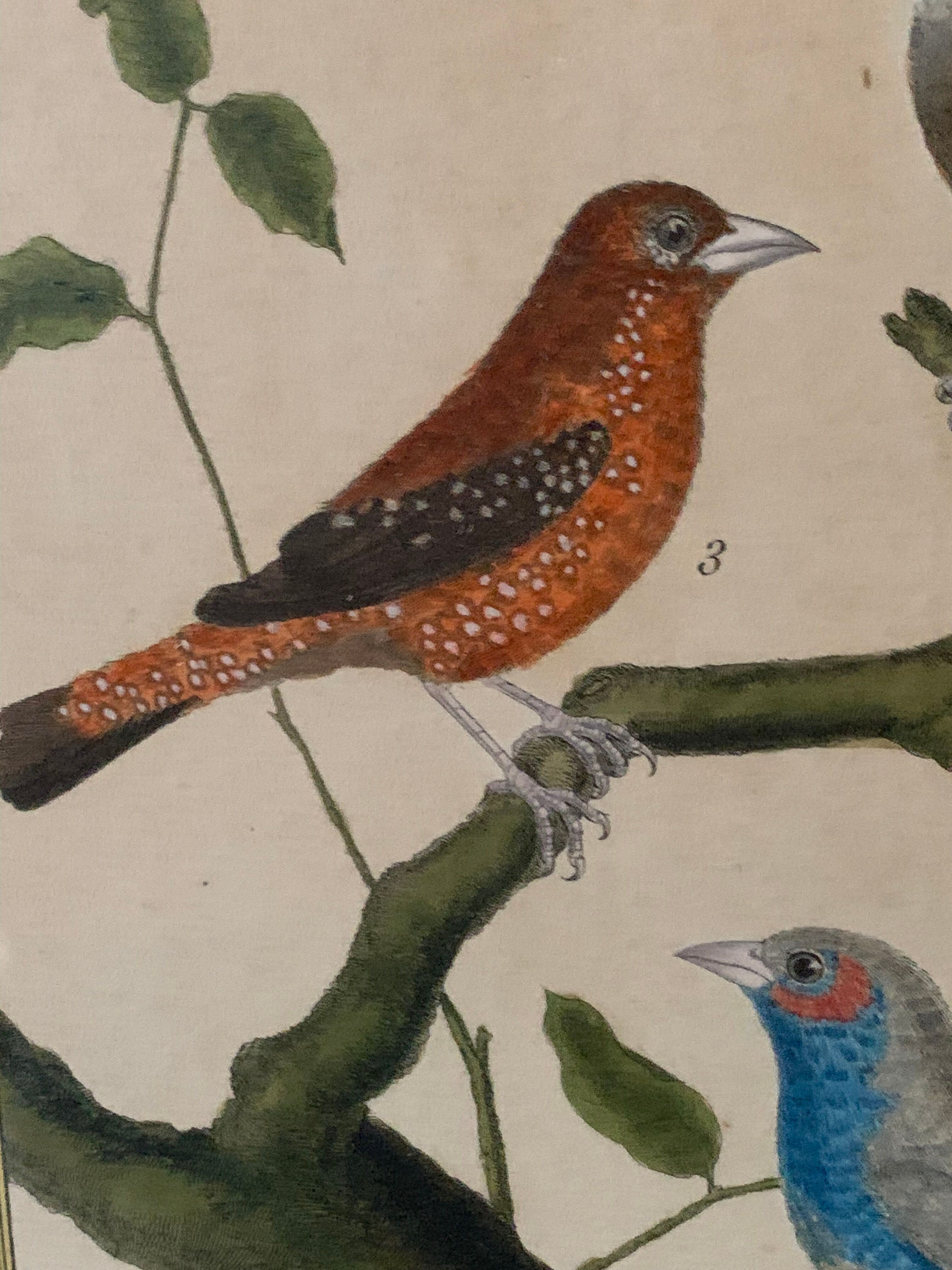 Set of 7 bird engravings