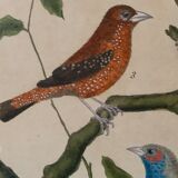 Set of 7 bird engravings