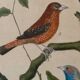 Lot de 7 gravures oiseaux