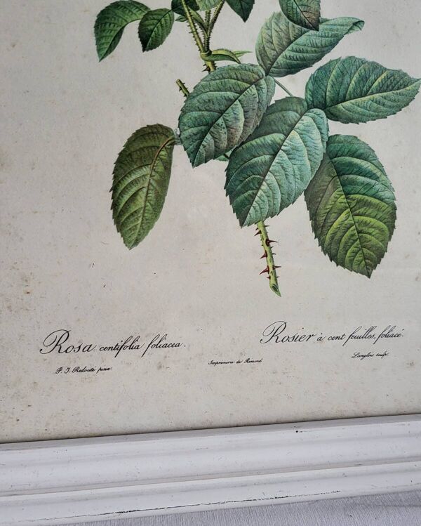 PJ Redouté - illustration botanique - Rosier à cent feuilles, Imp de R