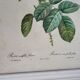 PJ Redouté - illustration botanique - Rosier à cent feuilles, Imp de R