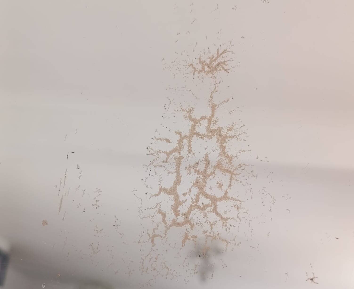 Vintage coat rack / hanger in chrome brass - Art Deco