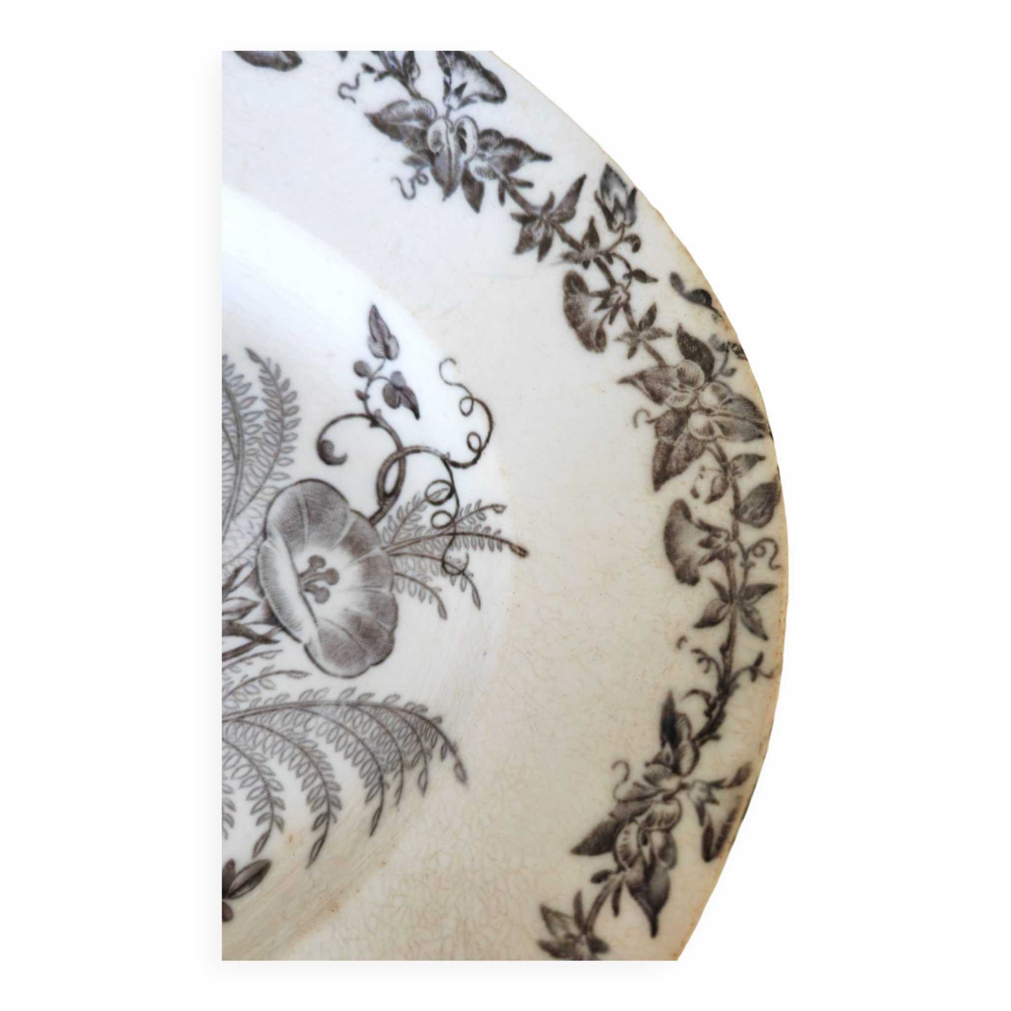 Dish bindweed Pexonne
