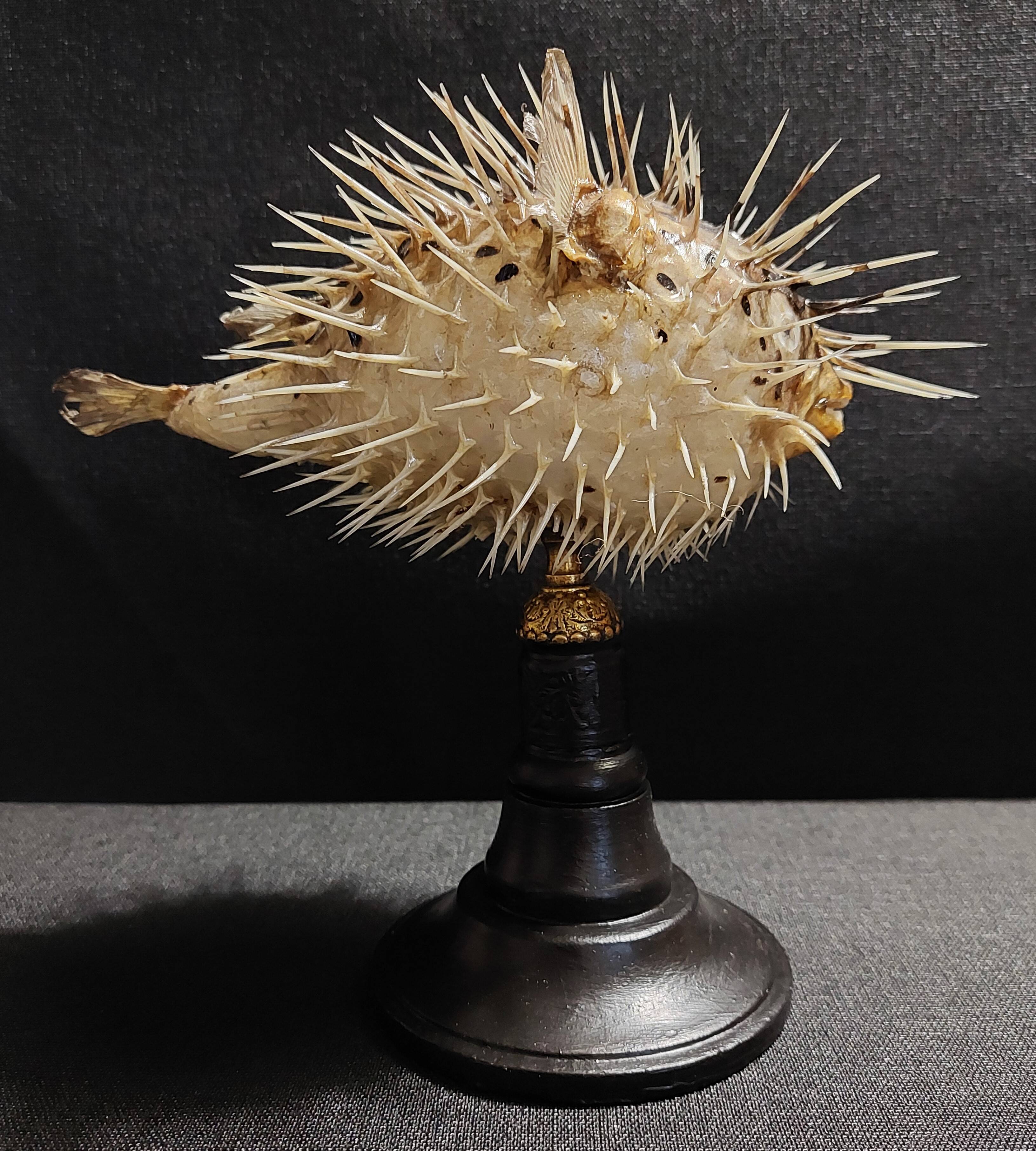 Cabinet of Curiosities naturalized fish diodon holocanthus on base