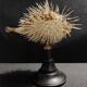 Cabinet of Curiosities naturalized fish diodon holocanthus on base