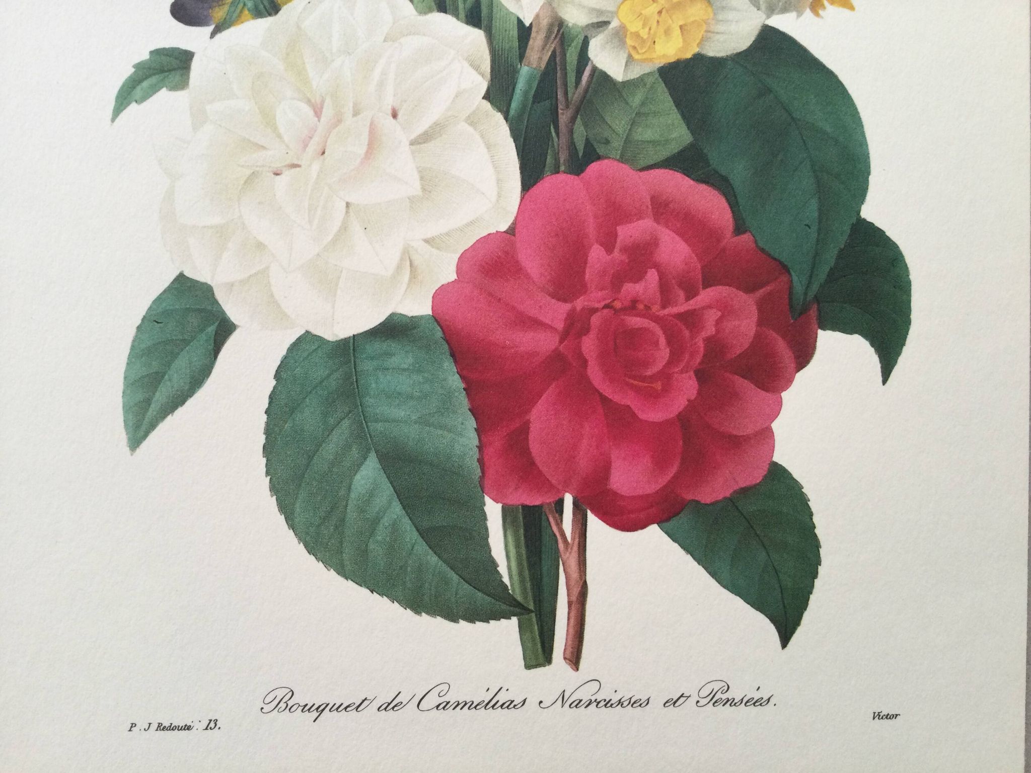 Impression vintage Fleur Bouquet de Camélias