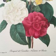 Impression vintage Fleur Bouquet de Camélias