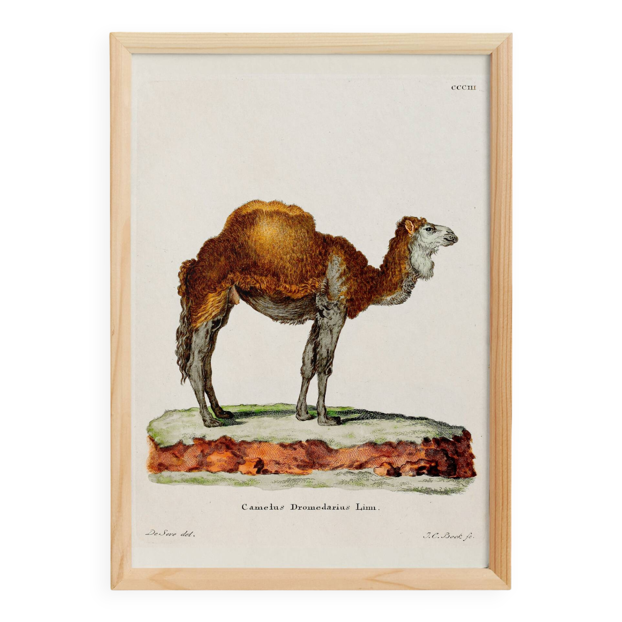 Affiche sur le dromadaire, d'après une gravure ancienne de 1774.