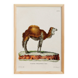 Affiche sur le dromadaire, d'après une gravure ancienne de 1774.