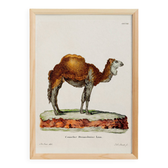 Poster about the dromedary, based on an old engraving from 1774.