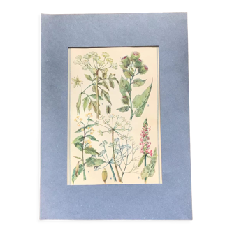 Original vintage botanical plate VIII