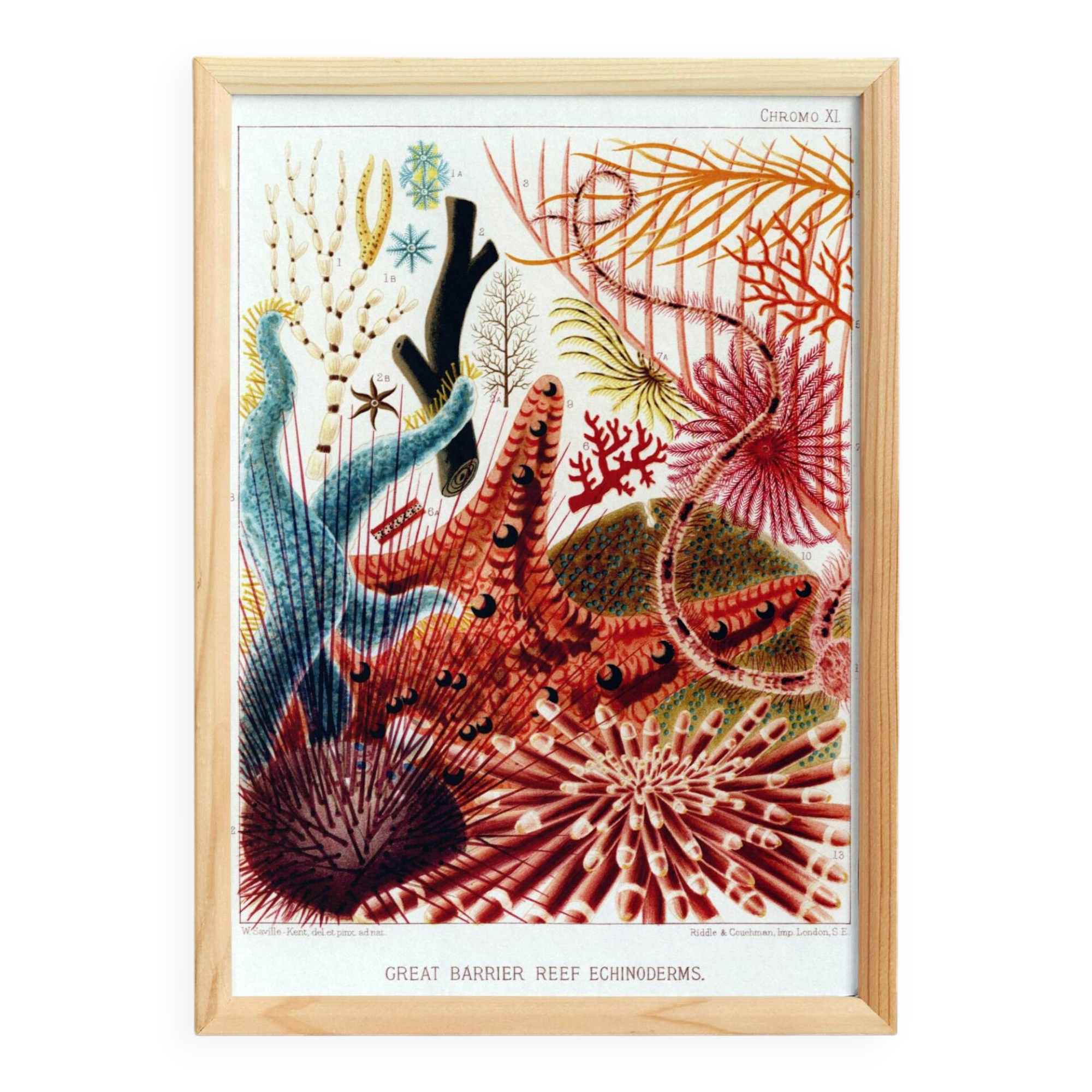 Poster about the echinoderms of the Great Barrier Reef, 1893