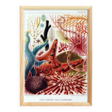 Poster about the echinoderms of the Great Barrier Reef, 1893