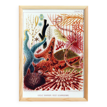 Poster about the echinoderms of the Great Barrier Reef, 1893