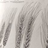 Old engraving 1922, Wheat, barley, cereal • Lithograph, Original plate