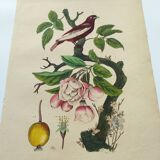 Antique engraving from 1839 - Apple tree and Pompadour - Hand-colored plate