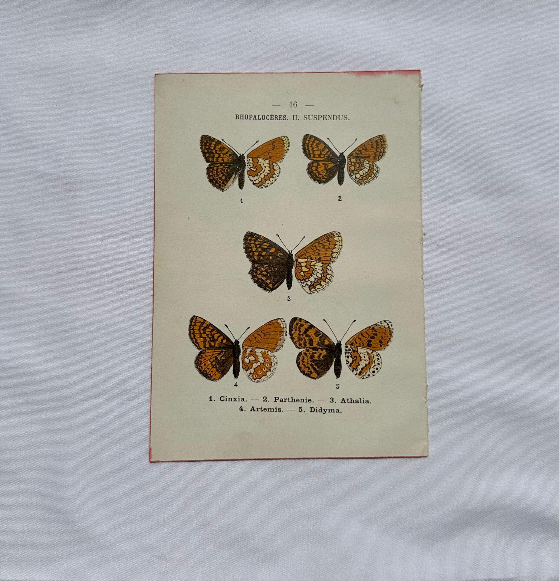 Botanical engraving double-sided butterflies naturalist plate etching