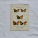 Botanical engraving double-sided butterflies naturalist plate etching