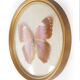 Cadre papillon
