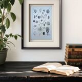 Printed in 1889, fruits and seeds. Antique botanical plate.