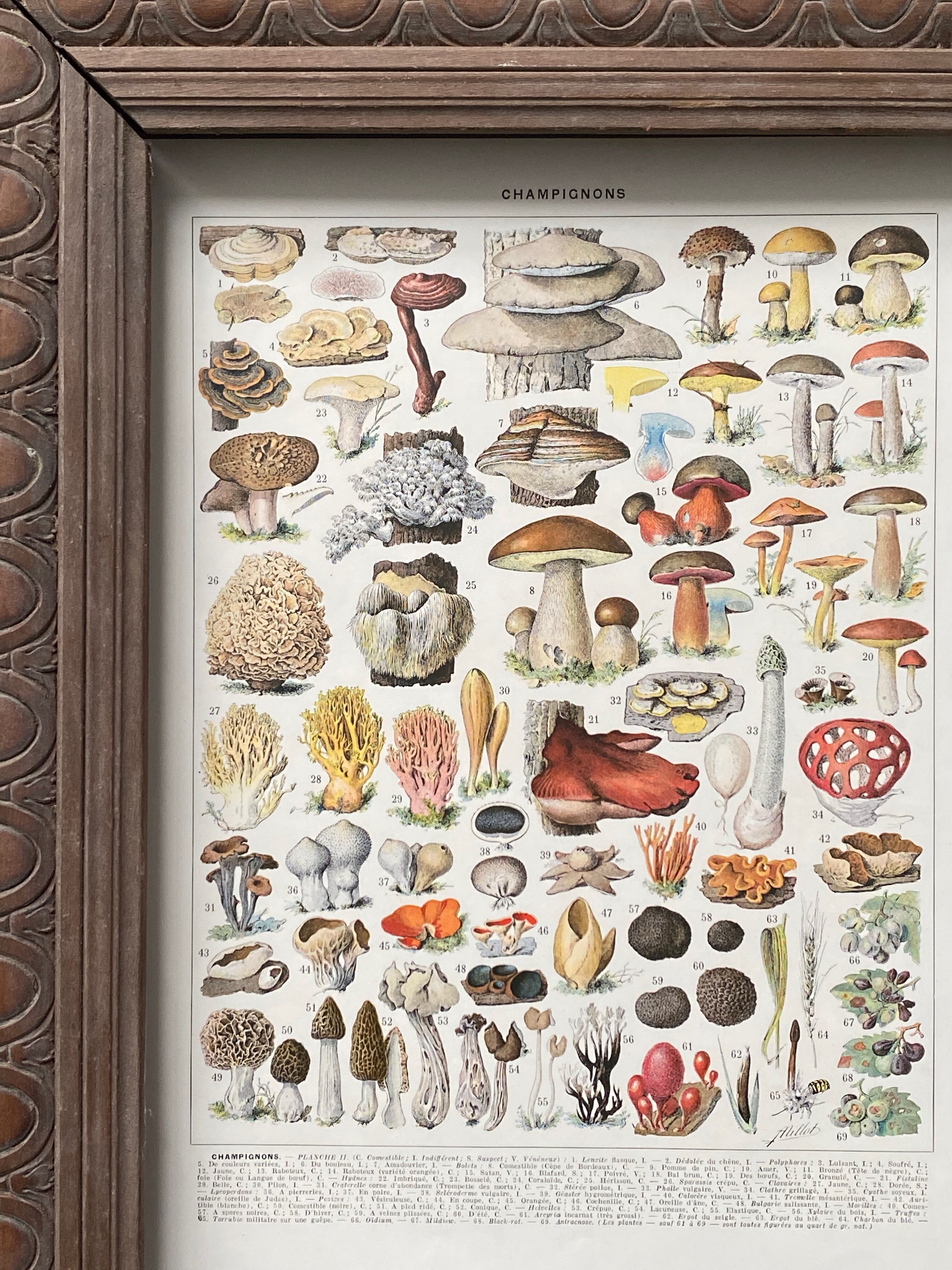 Old illustration Millot "Mushrooms"