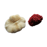 Duo of ancient corals