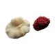 Duo of ancient corals