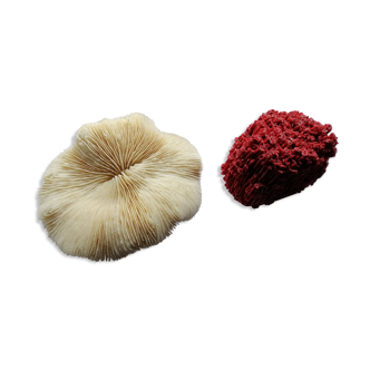 Duo of ancient corals