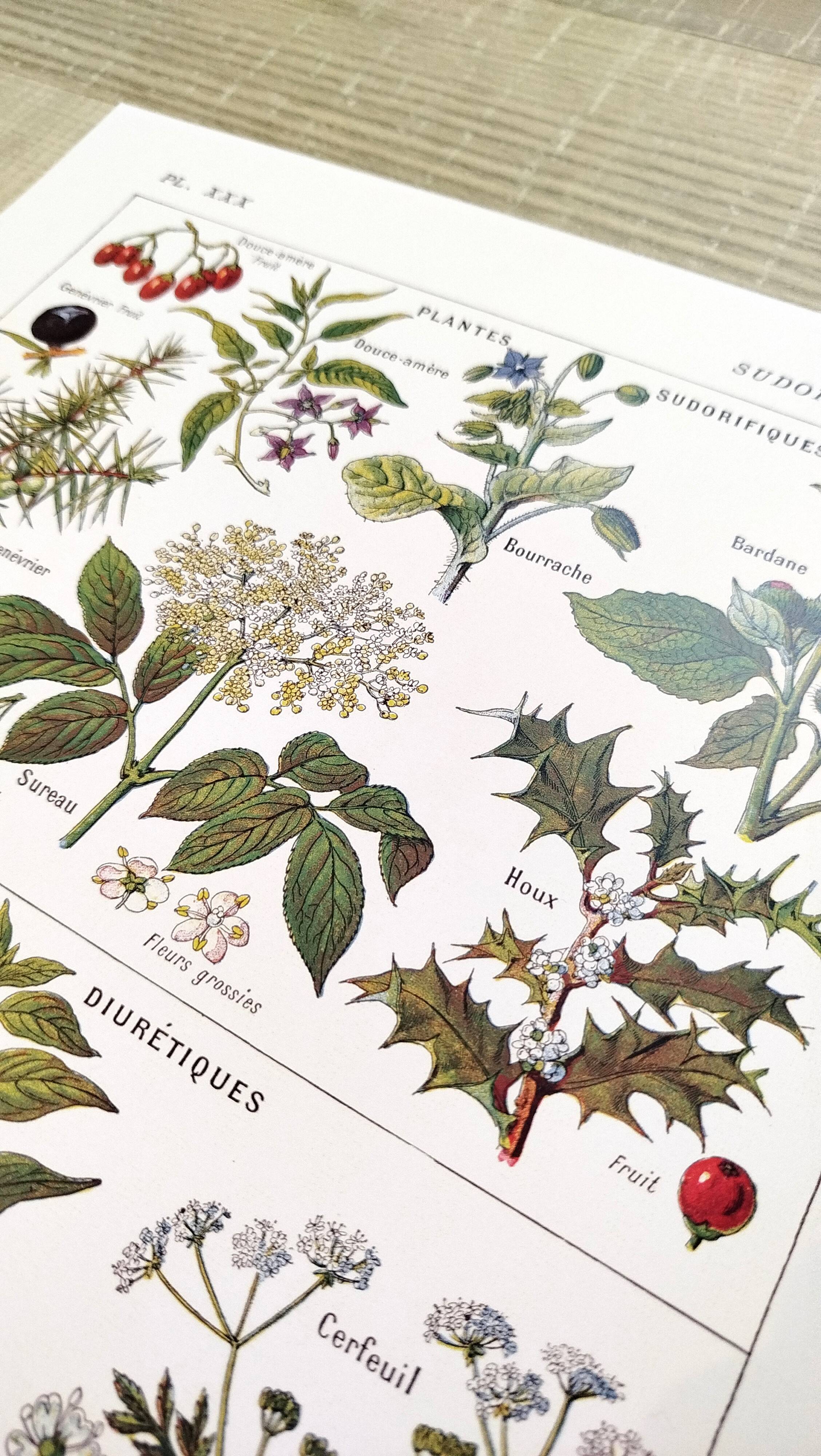 Poster on sudorific plants, based on a 1928 lithograph