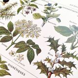 Poster on sudorific plants, based on a 1928 lithograph