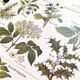 Poster on sudorific plants, based on a 1928 lithograph