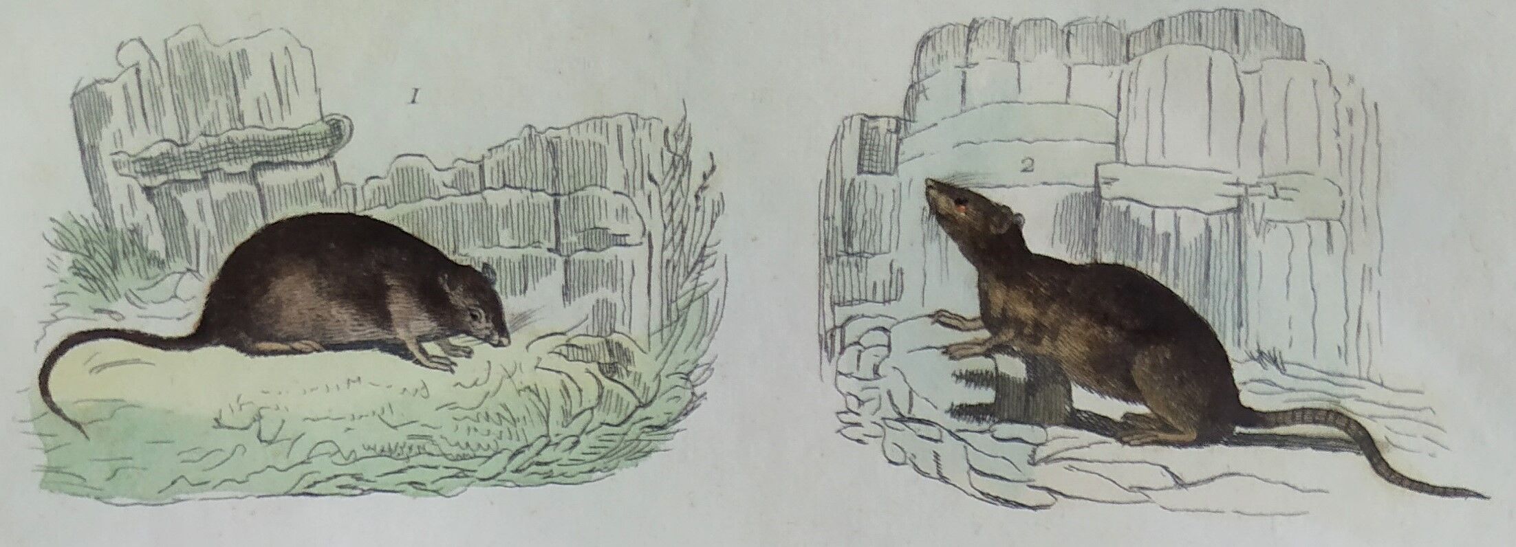 Original zoological plate "field mouse, perch rat, scherman,... - Buffon 1838