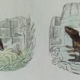 Original zoological plate "field mouse, perch rat, scherman,... - Buffon 1838